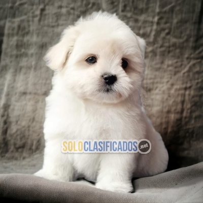 BICHON MALTÉS            I WILL BE YOUR BEST FAITHFUL FRIEND FROM... 