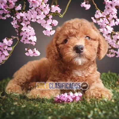 FRENCH POODLE APRICOT         IT WILL BE YOUR BEST COMPANY FROM N... 