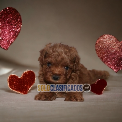 Beautiful puppies: FRENCH POODLE RED... 