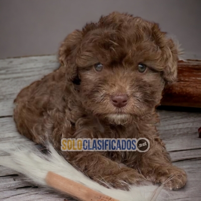 French Poodle Chocolate / French Poodle Chocolate... 