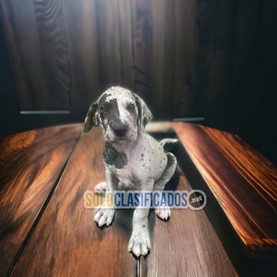 GREAT DANE AVAILABLE NORTH CAROLINA NOW... 
