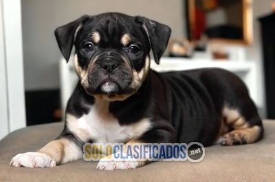 Wonderful and Lovely American Bully Puppy... 