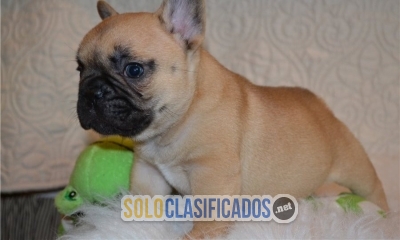 cachorros de bulldog francés criados en casa... 