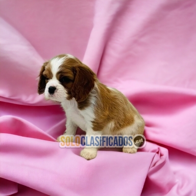 Hermosos cachorros Calivier King Charles Spaniel... 