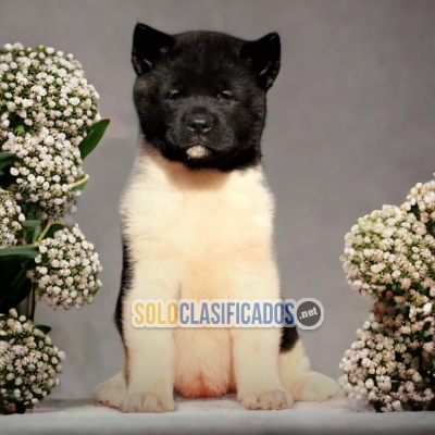 HERMOSA AKITA AMERICANO DISPONIBLE  PARABTODA TU FAMILIA... 