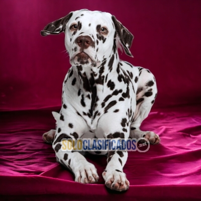 PERROS DALMATA DISPONIBLE... 