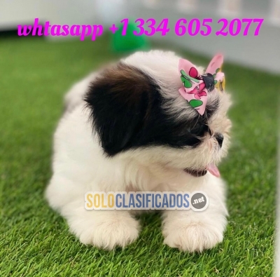 De venta este lindo cachorros shih tzu buscando una nueva familia... 