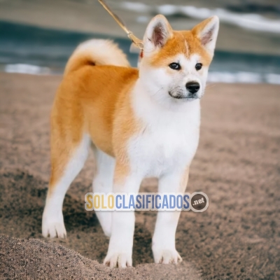 Hermosos AKITA INU (JAPONÉS)... 