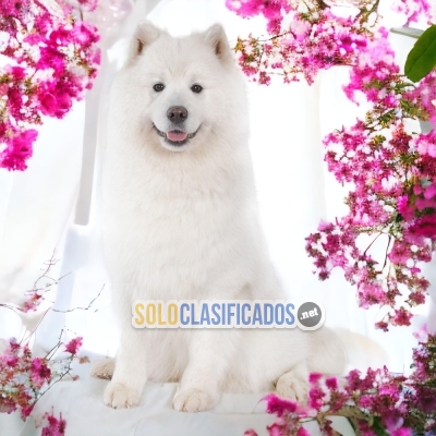 SAMOYEDO     IT WILL BE YOUR COMPANION AND BEST COMPANY FROM NOW ... 