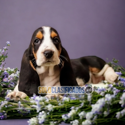 3ADORABLE BASSET HOUND... 