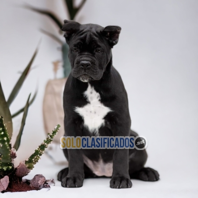 Bonito CANE CORSO en oferta... 