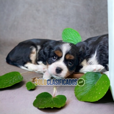 Cavalier King Charles Spaniel Tiernos Cachorros solo Para ti... 