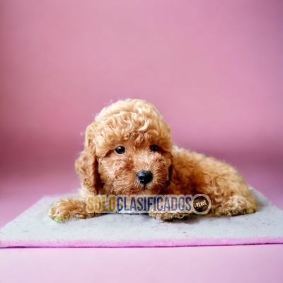 Beautiful puppies available  FRENCH POODLE APRICOT DR... 