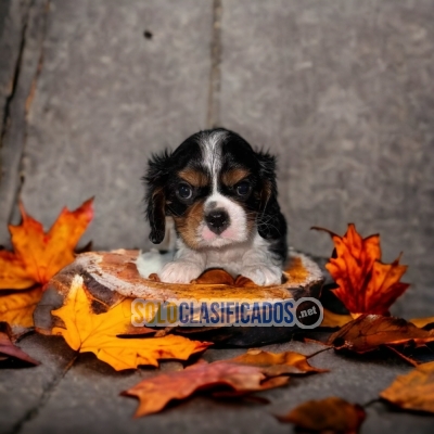 Beautifull CAVALIER KING Certificate of purity of breed S... 
