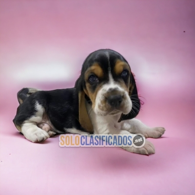 WONDERFUL PUPPIES BASSET HOUND... 