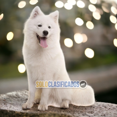 SAMOYEDO    I WILL BE YOUR BEST FAITHFUL FRIEND FROM TODAY... 