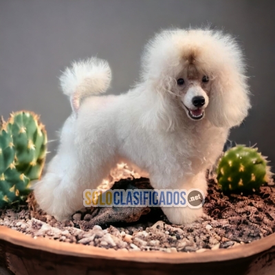 DISPONIBLES/AVAILABLE MASCOTAS/PETS FRENCH POODLE NORMAL... 
