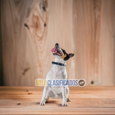 SHORT HAIRED FOX TERRIER AVAILABLE NORTH CAROLINA... 
