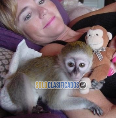 Cutest Capuchin Monkeys To All Pets Lovers...