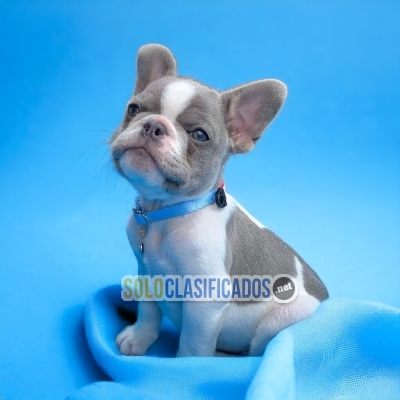 Beautiful puppies available: French Bulldog... 
