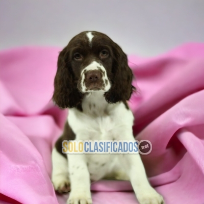 SPRINGER SPANIEL... 