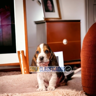 Cute Basset Hound Beautiful Puppies... 