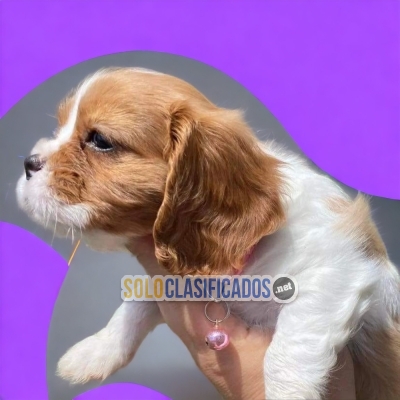 PUPPIES AVAILABLE CAVALIER KING... 