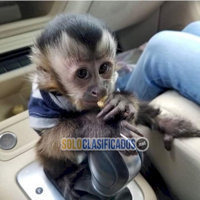 Mono capuchino de pecho amarillo en adopcion... 