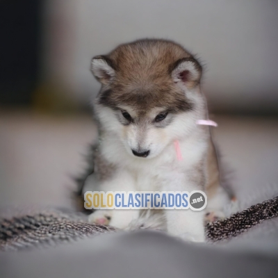 CACHORRITOS ALASKAN MALAMUTE... 