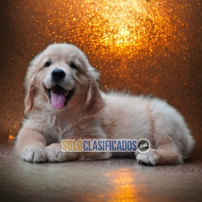 SALE OF  GOLDEN RETRIEVIERS... 