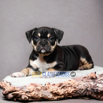 HERMOSO CACHORRO AMERICAN BULLY DISPONIBLE AQUI... 