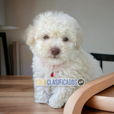 BEAUTIFUL PUPPIES AVAILABLE FRENCH POODLE... 