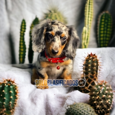 DISPONIBLES/AVAILABLE MASCOTAS/PETS SALCHICHA/DACHSHUND PELO LARG... 