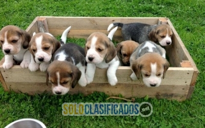 cachorritos beagle en venta Text / call :(330) 910 0534... 