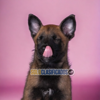 DISPONIBLES MASCOTAS PASTOR BELGA MALINOIS / PASTOR BELGA MALINOI... 