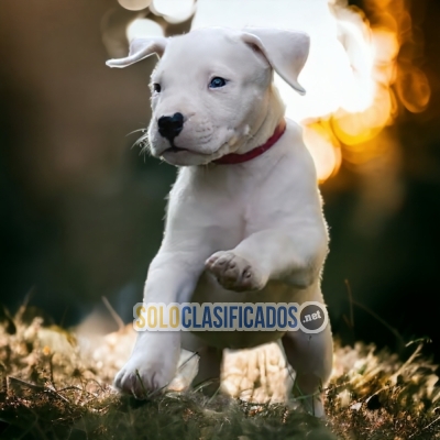 PERROS DOGO ARGENTINO DISPONIBLE... 