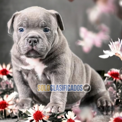 BEAUTIFUL AMERICAN BULLY PUPPY FOR YOUR HOME AT A GOOD PRICE... 