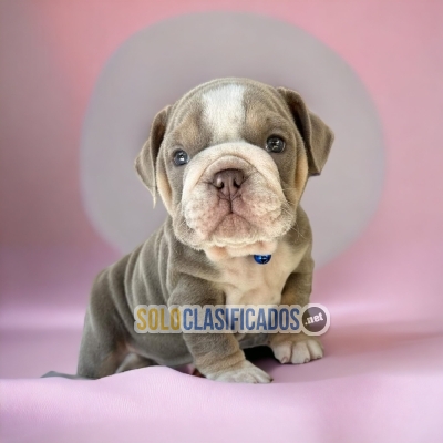 English Bulldog Exotic beautiful puppies... 