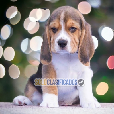 4ADORABLE BEAGLE POCKET AMERICANO... 