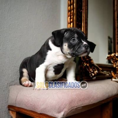 Beautiful puppies available AMERICAN BULLY... 