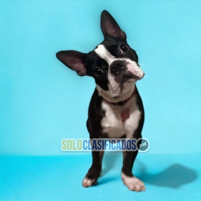 FURRY BOSTON TERRIER AVAILABLE... 