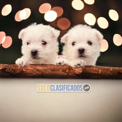 White Terrier TERRIER BLANCO... 