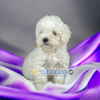 French Poodle Normal Finos Cachorros... 