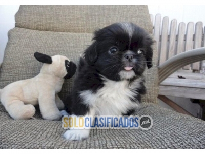 Cachorros pekingese bichon blanco y negro en venta Whatsapp : +1 ... 