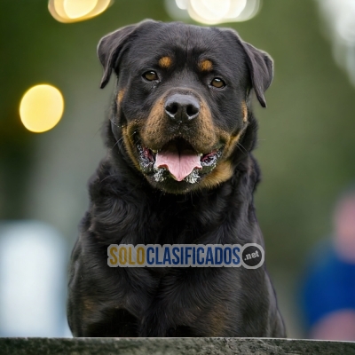 ENCANTADOR CACHORRO ROTTWEILER AMERICANO... 