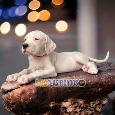 DOGO ARGENTINO... 