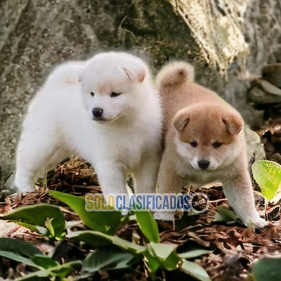 HAIRY AKITA INU JAPONÉS FOR SALE... 