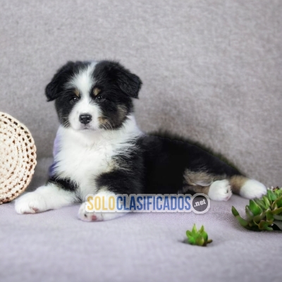 Adorables y saludables border collie... 