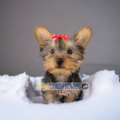 HERMOSOS YORKSHIRE TERRIER... 