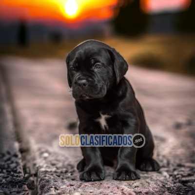 CANE CORSO DISPONIBLE NORTH CAROLINA YA... 